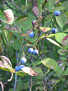 紐澤西藍莓（英语：Vaccinium caesariense） New Jersey blueberry