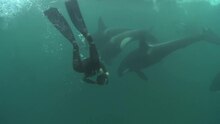 Файл:Woman swims with killer whales in the wild.webm