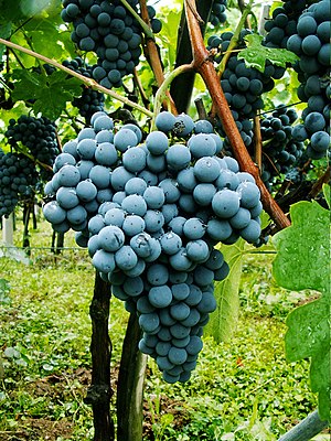 English: Graps of Slovenian Red Wine Variety Z...