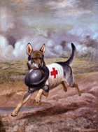 A Red Cross dog carrying a soldier's helmet (1918)