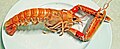 Nephrops norvegicus