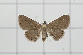 Carmara subcervina