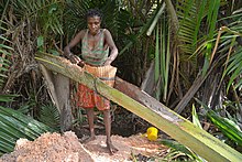 Sago is a typical Papuan staple food A Papuan woman extracts starch sago from the spongy center of the palm stems. (17821831174).jpg