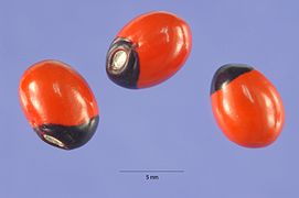 Haricots paternosters (Abrus precatorius - graines toxiques).