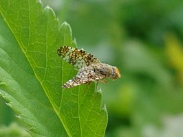 Acinia corniculata