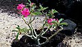 Adenium obesum