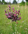 Allium scordoprasum L.