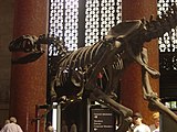Скелет аллозавра в ротонде Рузвельта