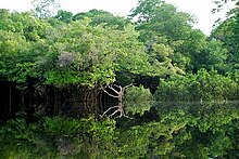 Amazon rainforest Amazonie.jpg