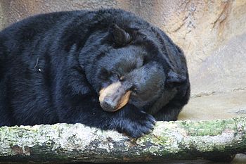 English: American Black Bear Ursus americanus ...