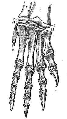 Os ossos da mão de um Ammosaurus