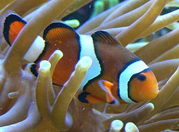 Paprastasis jūrų klounas (Amphiprion percula)