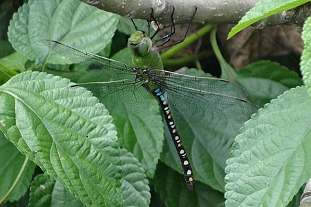 Anax guttatus male