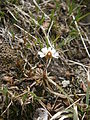 Androsace carnea var. brigantiaca