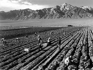Original caption: Farm, farm workers, Mt. Will...
