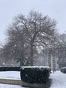 L'arbre de la liberté planté en 1989.