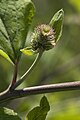 Arctium nemorosum (Bèrdainne des bos)