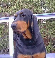 This Black and Tan Coonhound's flews hang well below its lower jaw.