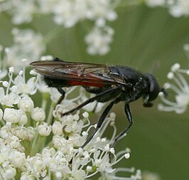 Bloedrode bladloper