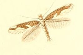 Bucculatrix albiguttella