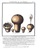 Vignette pour Lycoperdaceae