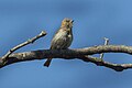 Sahel bush sparrow