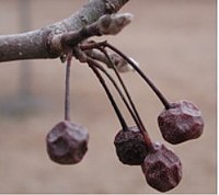 Fruit in winter