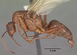 Camponotus castaneus casent0103657 profile 1.jpg