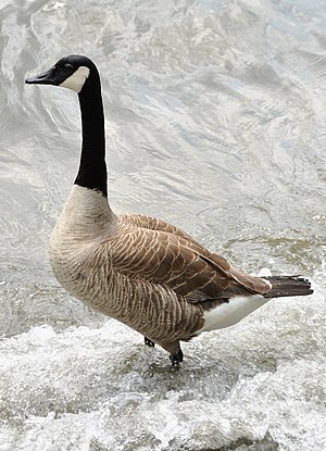 English: A Canada Goose (Branta canadensis) on...