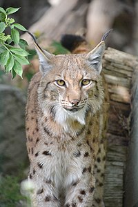 Carpathian lynx