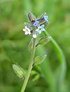 100px-Changing_Forget-me-not_600.jpg
