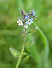 Kirju lõosilm (Myosotis discolor)