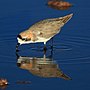 Miniatura para Charadrius alticola