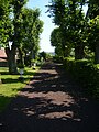 Alley of linden trees, some over 300 years old, in lower garden