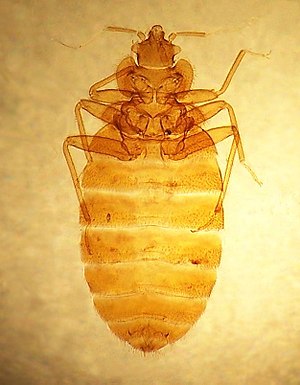 Cimex lectularius, the common bedbug, from sli...