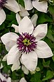 Clematis florida 'bicolor'.