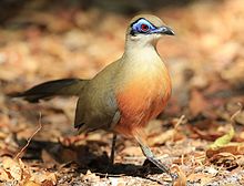 Coquerel's Coua, crop.jpg