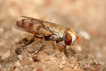 Craticulina sp., une mouche parasite des Bembicinae, à Dar es Salam, en Tanzanie. (définition réelle 1 800 × 1 200)