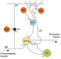 Microcircuitería do cerebelo. As sinapses excitatorias denótanse como (+) e as inhibitorias como (-). As células cesta están indicadas como BC.