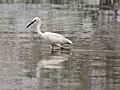 Egret, Jan '21