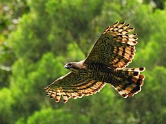 Javanese eagle Photograph⧼colon⧽ EKO PRASTYO