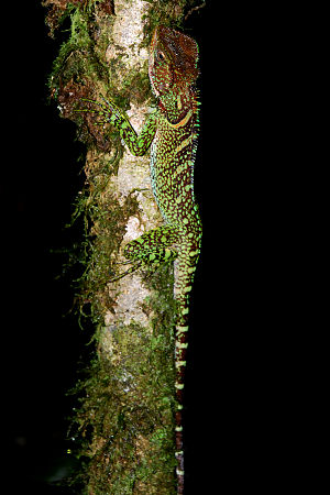 Amazon forest dragon (Enyalioides laticeps) in...