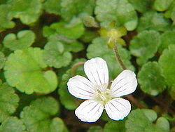 Erodium reichardii