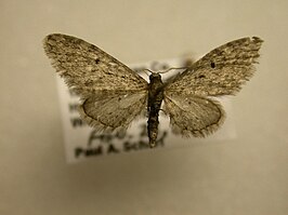 Eupithecia matheri