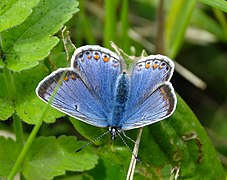 Dessus d'une femelle à la coloration bleue étendue.