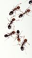 Огненные муравьи Solenopsis geminata