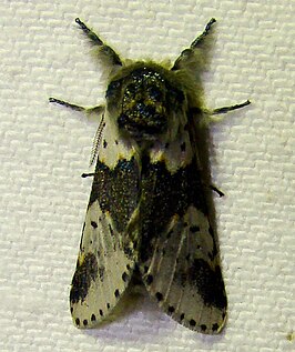 Furcula borealis