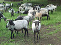 Eine Herde geschorener Heidschnucken in der Lüneburger Heide