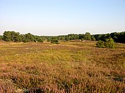 Gifhorner Heide