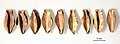 Gold beech-nut pendants found in tomb 3 of Dongtalede, the Xinjiang Altai region, Northwest China